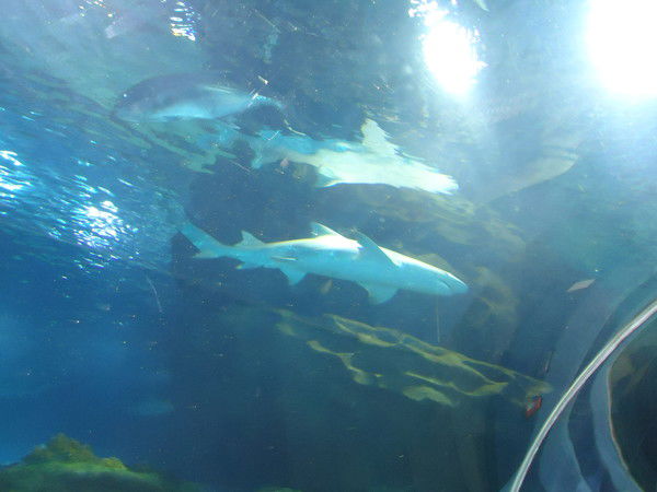 Макс Айдарханов