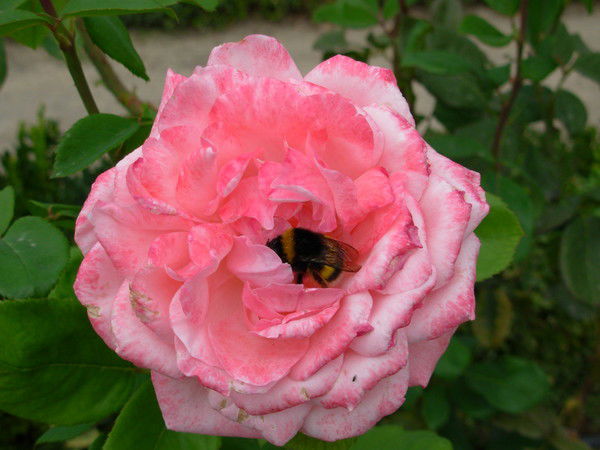 Надежда Молчанова