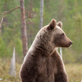 Руслан Хамзин