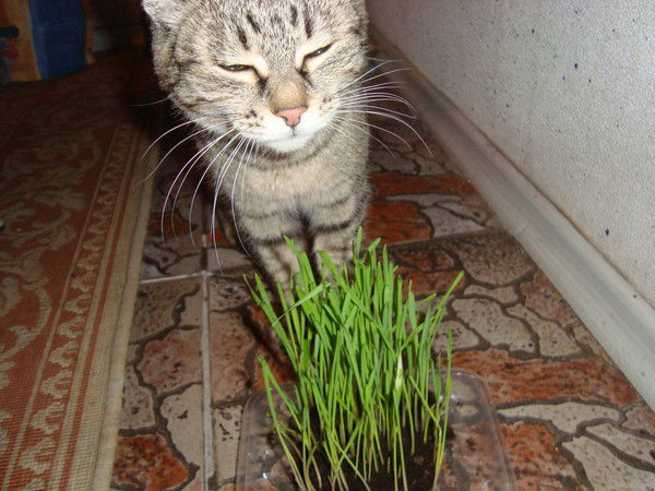 Алена Пересветова