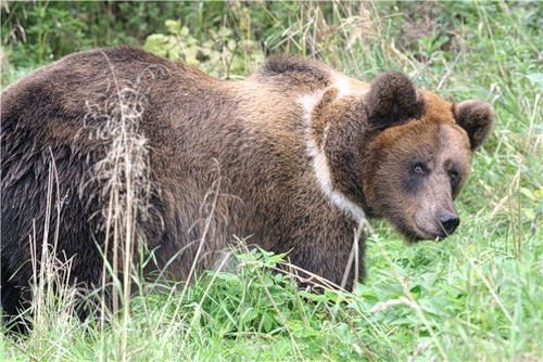 Константин З