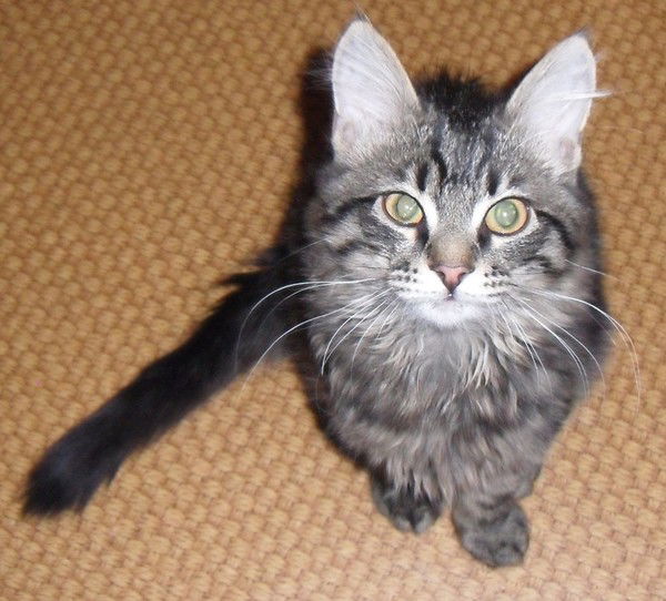 Александр Головин