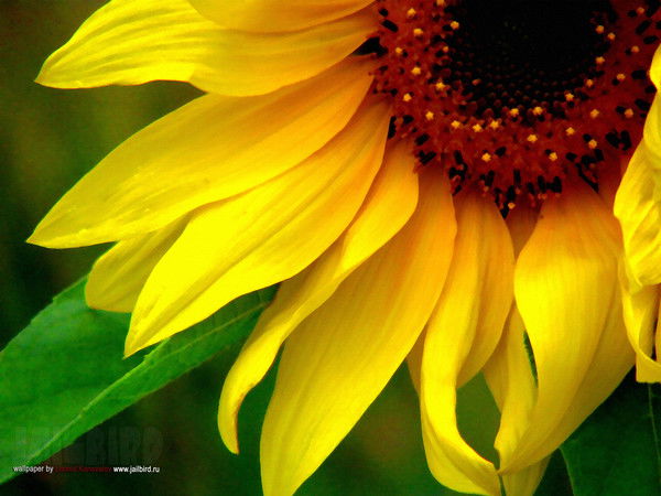 Ирина Цепилова