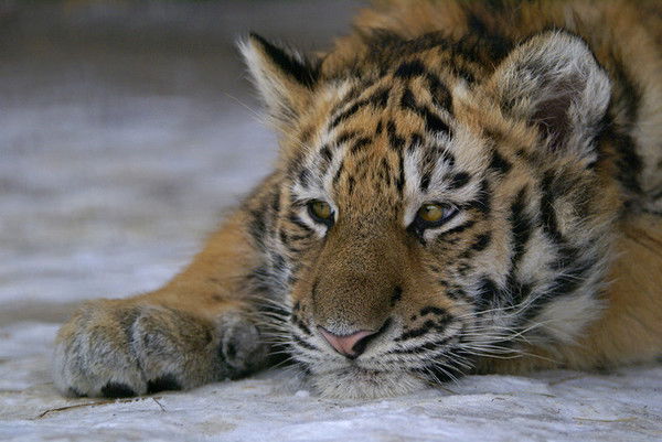 Никиран Увалень