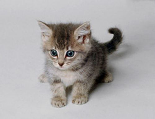 Диана Блинова