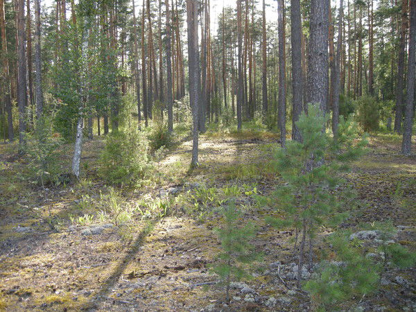 Ирина Бобина