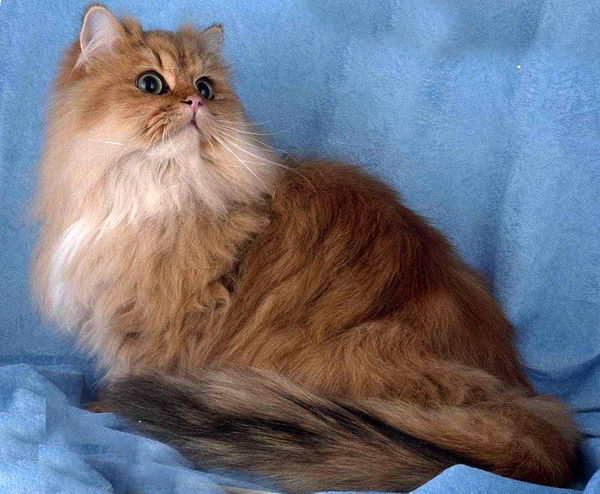 Мара Чегеварра