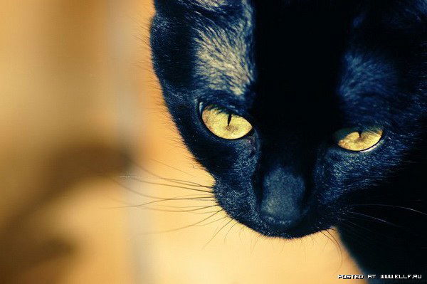 Анастасия Михайлова