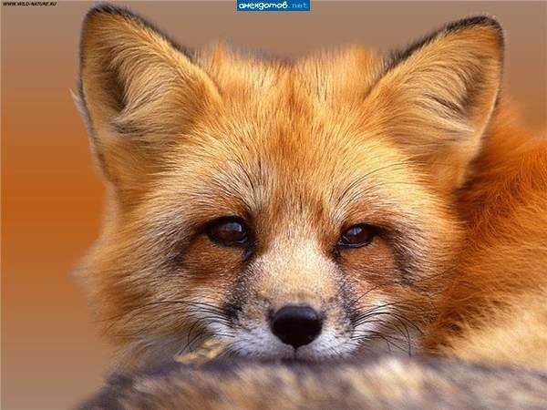 Алиса Позовская