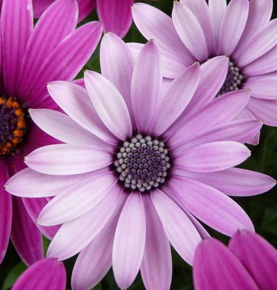 Даша Клокова