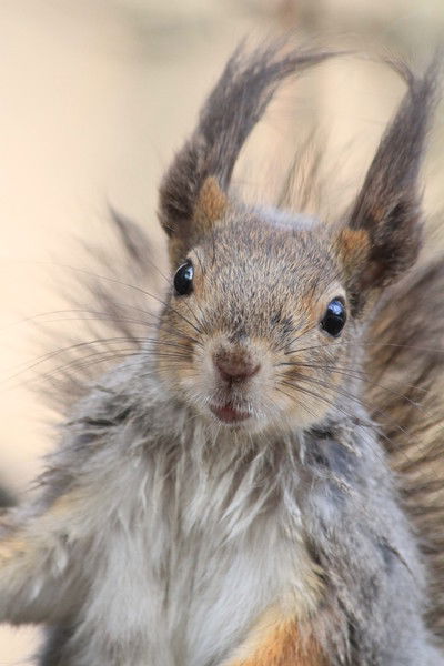 Кроль Наталья