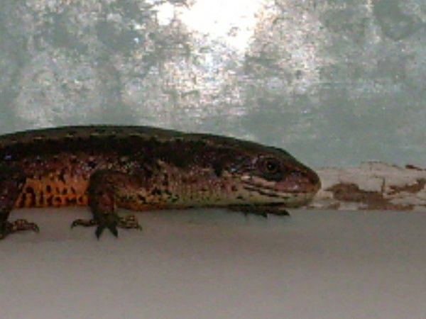 Василий Шипицов