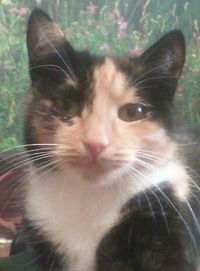 Миха Викторыч