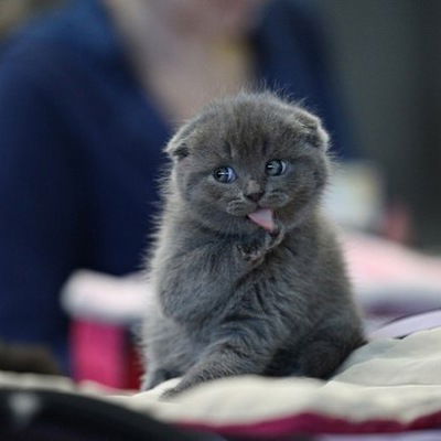 Тимофей Попов