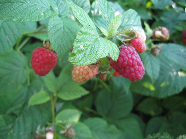 Евгения Клубакова