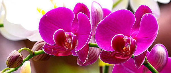 Мария Мишина