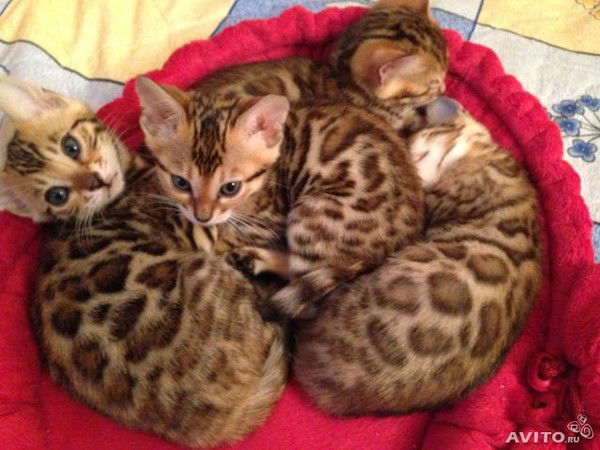 Мария Коваль