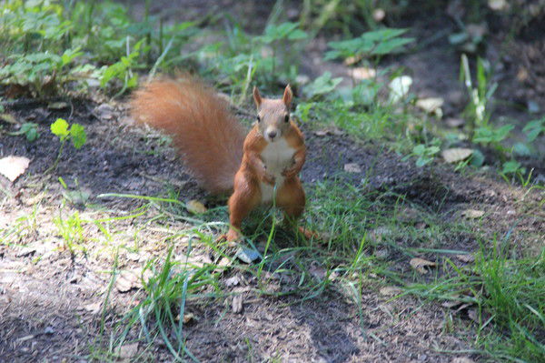 Ирина Фиалковская