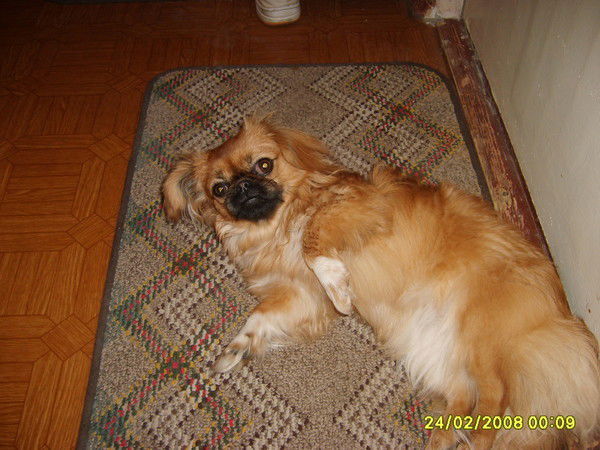 Елена Прима ( Гусева)