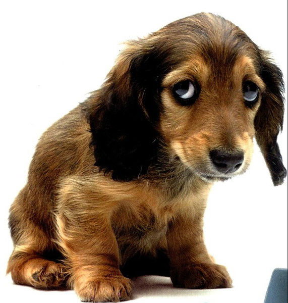 С-П Лукоморье