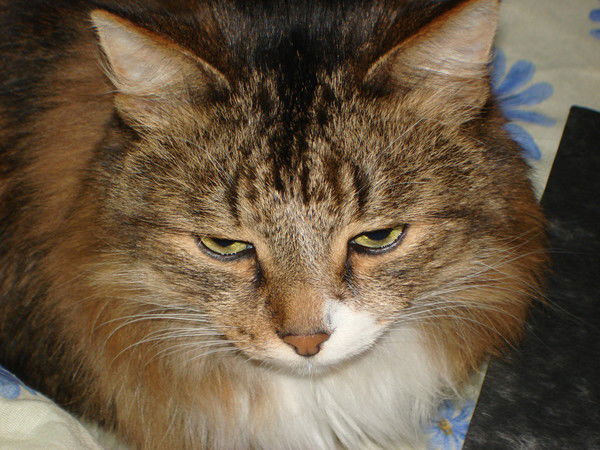 Светлана Ардашева