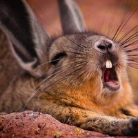 Аліна Сиромяк