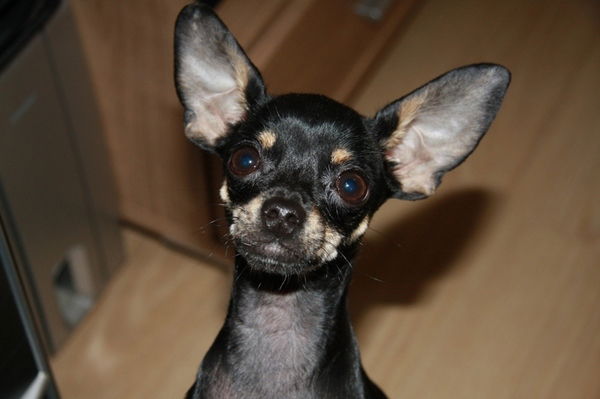 Василий Чередниченко