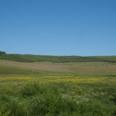 Райхана Шагиева