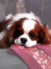 Вікуська Веселовська