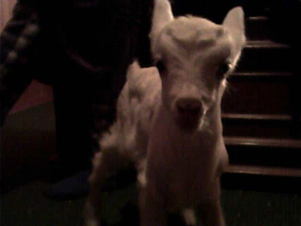 Фая Султонова