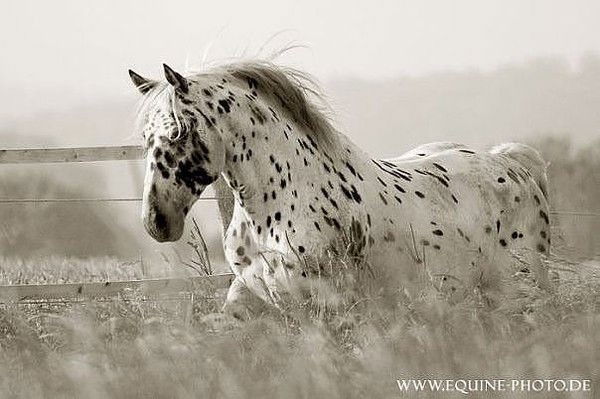 Амир Сафронов