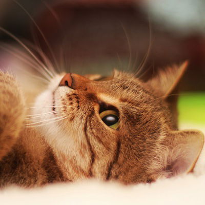 Кристина Колотилова