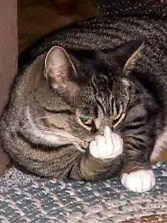 Дима Моисеев