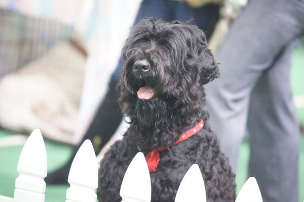 Елена Панфилова