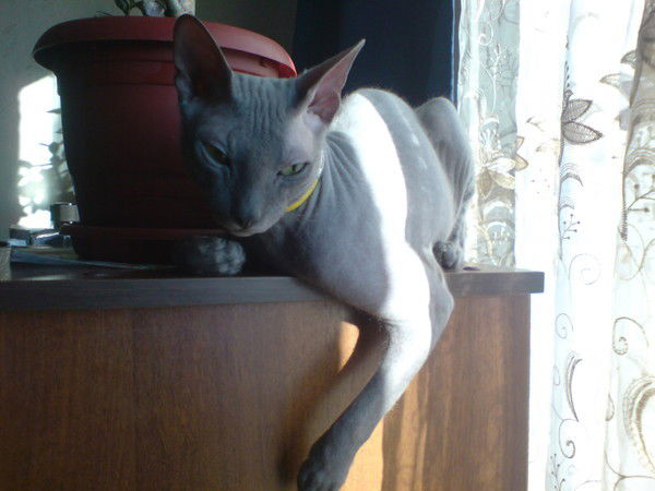 Алена Баева