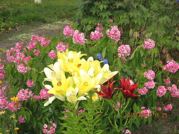 Полина Жигунова