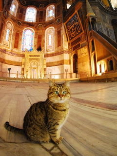 Котэ В Нирване