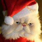 Настя Хартанович