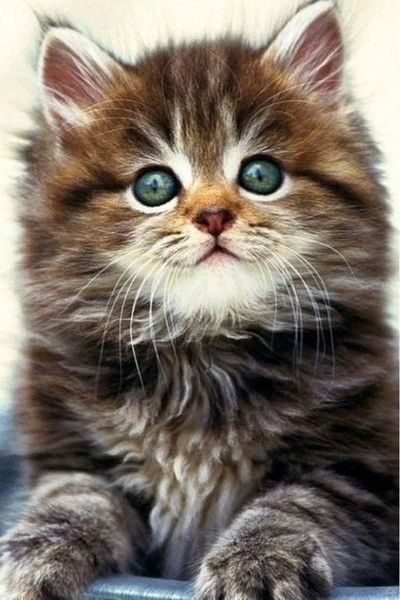 Кристина Кирпиченко