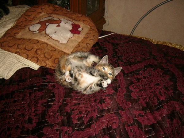 Татьяна Баклицкая