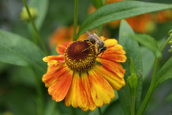 Ольга Колодкина