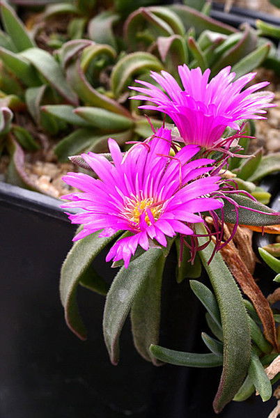 Андрей Тарасов