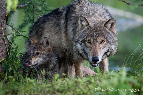 Иван Иванов