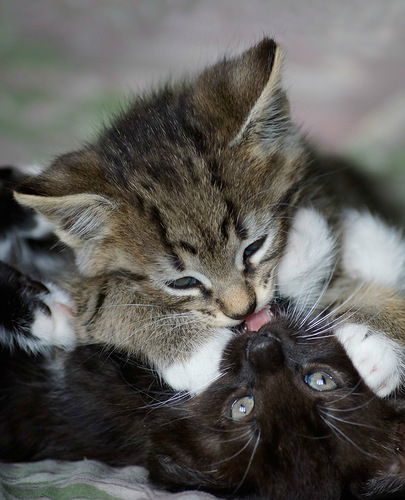 Дима Кочешков