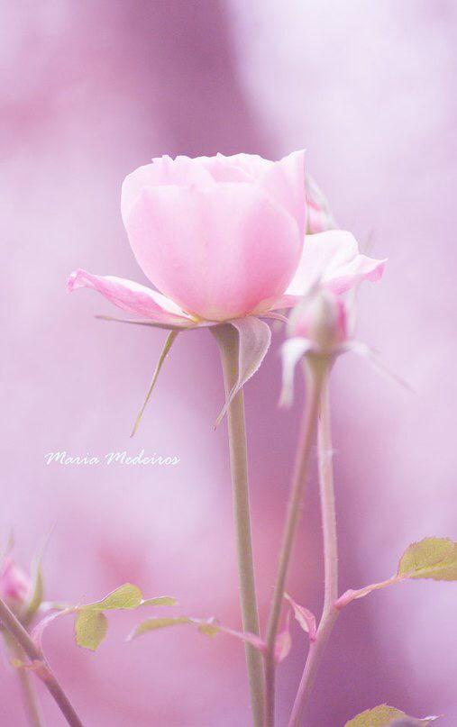 Pro100 Iz Qosta-Riky