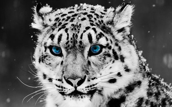 Элина Ширягина