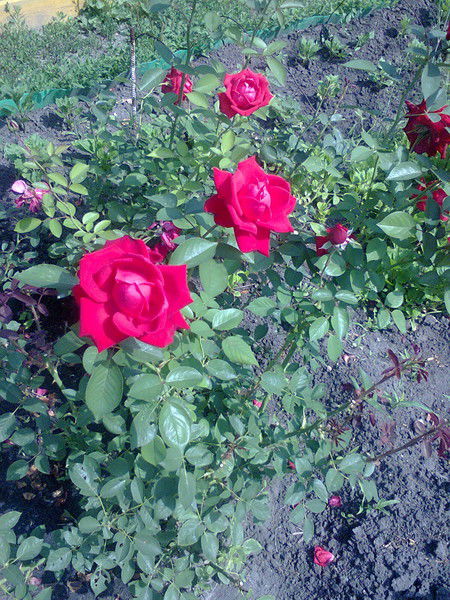 Любовь Савенко