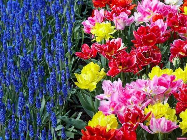 Алена Афанасьева