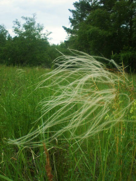 Агрохимцентр Кулундинская