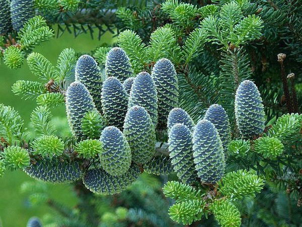 Анина Ппокина